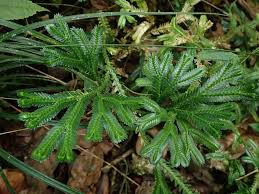 Image result for Selaginella eublepharis