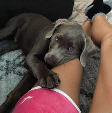 Silver Labrador Retriever From Temecula California Msgtmason Turning Leaf Labradors Silver Labrador Puppies Labrador Puppies For Sale Silver Lab Puppies
