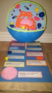 How to make a animal cell with styrofoam ball. 16 Cell Project Ideas Cells Project Cell Model Animal Cell Project