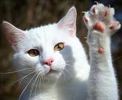 Van Kedi Irki Kediler Vetrehberi Kedi Kedileri Seviyorum Cats