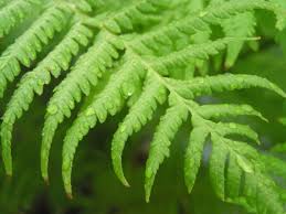 I am the edible fern (diplazium esculentum). Paku Pakis Farmstay å¤èˆè°·ä¹¡ Home Facebook