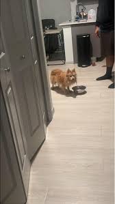 Update: she is not chipped. We are going to continue sharing and take her  to get her check up at a vet to get her caught up with her vaccines. Found  this