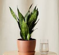 Sansevieria Zeylanica