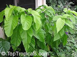 Image result for Pisonia