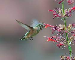 We did not find results for: Bling On The Wing 12 Months Of Flowers For Hummingbirds Seattle S Favorite Garden Store Since 1924 Swansons Nursery
