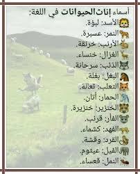 اسماء إناث الحيوانات Learning Arabic Knowledge Quotes Learn Arabic Language