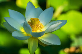 Bunga tunjung biru atau nama latinnya nymphaea caerula adalah tanaman air sejenis teratai dengan kelopak bunga berwarna biru cerah, benang sari & putiknya sendiri berwarna kuning keemasan, sehingga secara kereluruhan, bunga ini berwarna sangat. Bunga Teratai Taksonomi Ciri Morfologi Habitat Makna Filosofi Manfaat