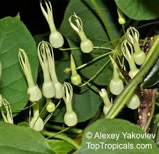 Image result for Riocreuxia