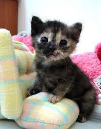 Janienme With Images Baby Cats Cute Cats And Kittens Cats And Kittens