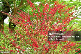 Image result for Erythrina afra