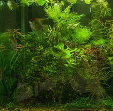 Image result for Hygrophila spiciformis