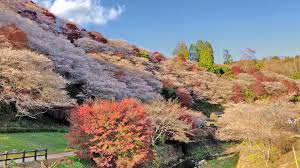 「四季桜」の画像検索結果