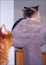 A thorough cleaning to remove contamination helps reduce the risk of complications, such as poor healing or infection. The Abscess A Sign Of Potentially Serious Infection Catwatch Newsletter