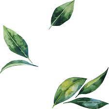 Flower Leaf Leaves Illustration Watercolor Hand Painted Leaves Illustration Banana Leaves Watercolor Watercolor Leaves