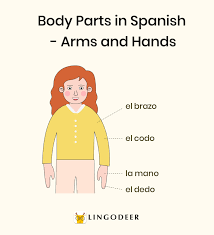 Thumbs up for body parts in spanish: Body Parts In Spanish Vocabulary Grammar And More