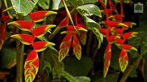 Beautiful Heliconia Flowers Youtube
