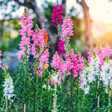 Image result for Antirrhinum majus