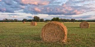 They come in two basic shapes, round and square. How Much Does A Round Bale Of Hay Cost Equine Desire