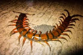 Image result for Centema subfusca