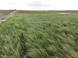 Image result for Eragrostis tef