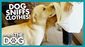 Why Do Dogs Sniff Crotches? | It's Me or the Dog - YouTube
