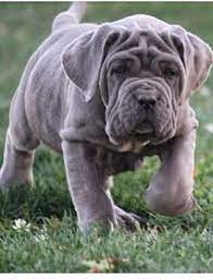 Neopolitan Mastiff Puppy Mastiff Puppies English Mastiff Puppies Bull Mastiff Puppies