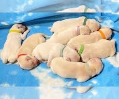 They offer the most popular dog breed in pa, ohio and more. View Ad Golden Retriever Litter Of Puppies For Sale Near Indiana Nashville Usa Adn 216474
