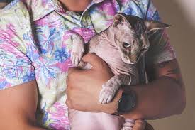 What vaccinations and booster shots does my dog routinely need? What Vaccines Do Cats Need How Often Do Cats Need Shots