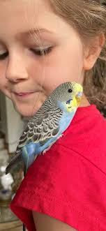 Hi we are from 👉 RB Aviary . . . . #budgiebreeder #minizoo #budgielove  #aviary #budgie