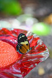 We did not find results for: Butterfly Palace Homemade Butterfly Food Easy Diy