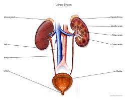 Urinary System With Labels System Science Biology Chemo Brain