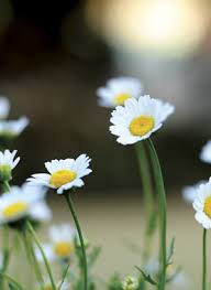 Start your search now and free your phone. Free Wallpaper Downloads Sa Garden And Home