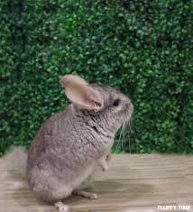 Johor bahru (johor) is located in +08 time zone *1 (gmt offset in hours: First Animal Cafe In Johor Bahru Features Cute Wallaby Ferret And Chinchilla Johor Foodie