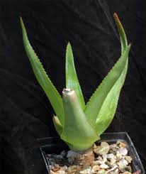 Image result for Plectranthus swynnertonii