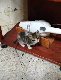 Tigrottino Mio Cat Pics Bath Caddy Cats