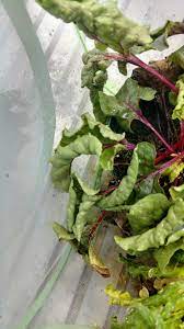 Beet Curly Top Virus Wikipedia