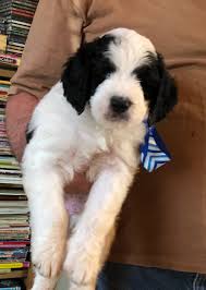 Read on to get clues on how big your saint berdoodle might get and find out what can affect height and weight. Mini Saint Berdoodle Puppies Crockett Doodles