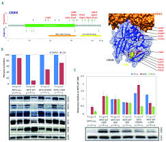 Enter the aka code you'd like to add, and what it represents (url or text): Ikzf1 3 And Crl4crbn E3 Ubiquitin Ligase Mutations And Resistance To Immunomodulatory Drugs In Multiple Myeloma Haematologica