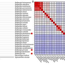 Image result for Dalbergia martinii