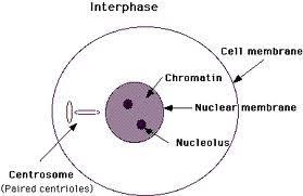 So let me draw this. Mitosis Introduction To Mitosis Mitosis Explained With Diagram Mitosis Nuclear Membrane Cell Membrane