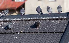 Find out how to get rid of them and prevent them from returning. Get Rid Of Pigeons And Pigeon Mess They Could Kill You Andy Law Pest Control