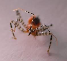 Black Spider Orange Stripe Thorny Orange Body With Six Black White Striped Legs Assassin Bug Orange Bodies Insects Orange