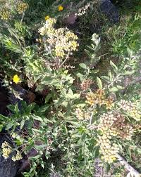 Image result for Pluchea dioscoridis