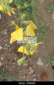 Image result for Crotalaria laburnifolia