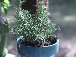 Image result for rosemary container