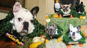 The singer had been in rome filming a movie at the. Lady Gaga Dressed Her Dogs As Chia Pets For A Halloween Photoshoot
