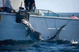 The end result has always been supercharged viruses. Who Is Responsible For Keeping You Safe From Sharks Save Our Seas Foundation