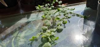 Image result for Aneilema zebrinum