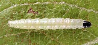 Image result for Archips podanus