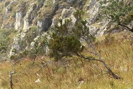 Image result for Erica simii
